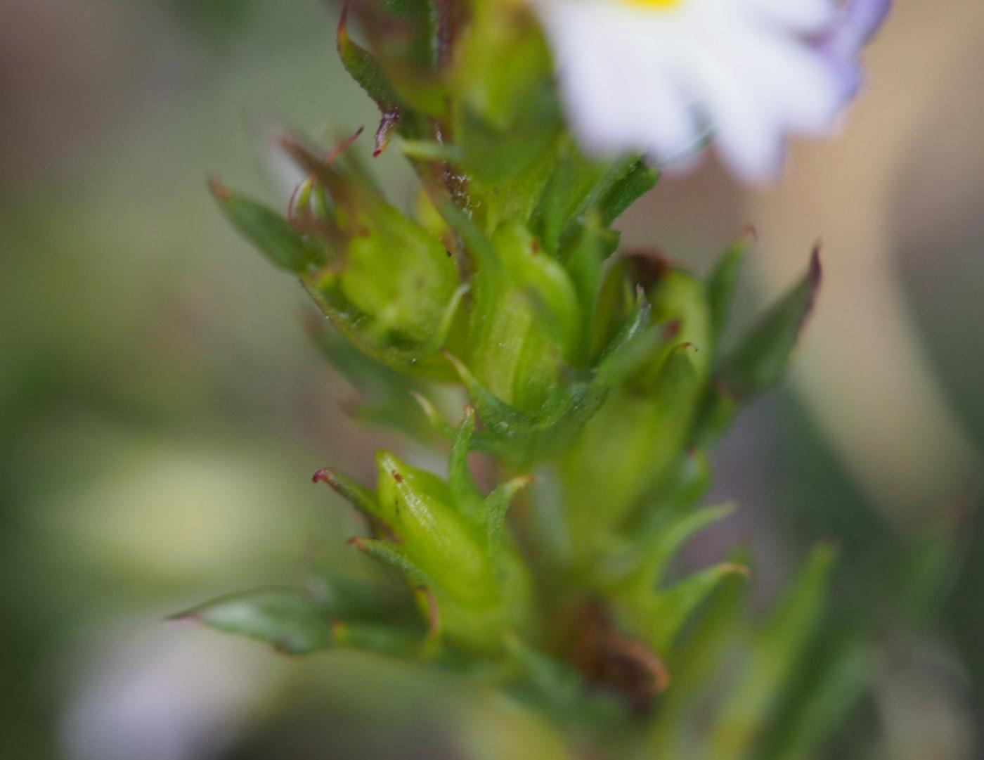 Eyebright, Irish fruit